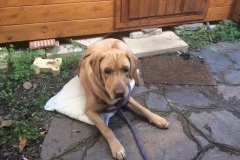 Tango